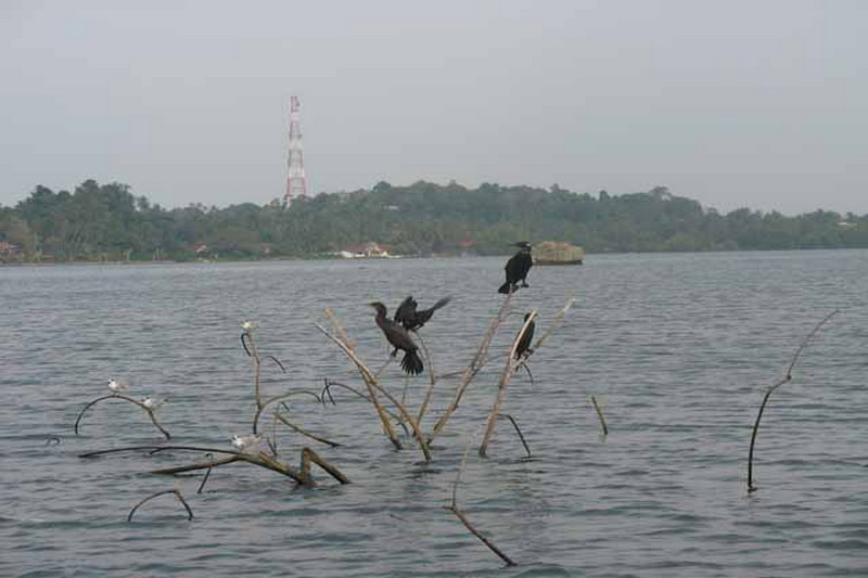 Sri Lanka, Colombo, River safari